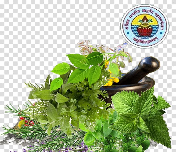 Herbalism Ayurveda Fines herbes Pianta aromatica, maharashtra transparent background PNG clipart