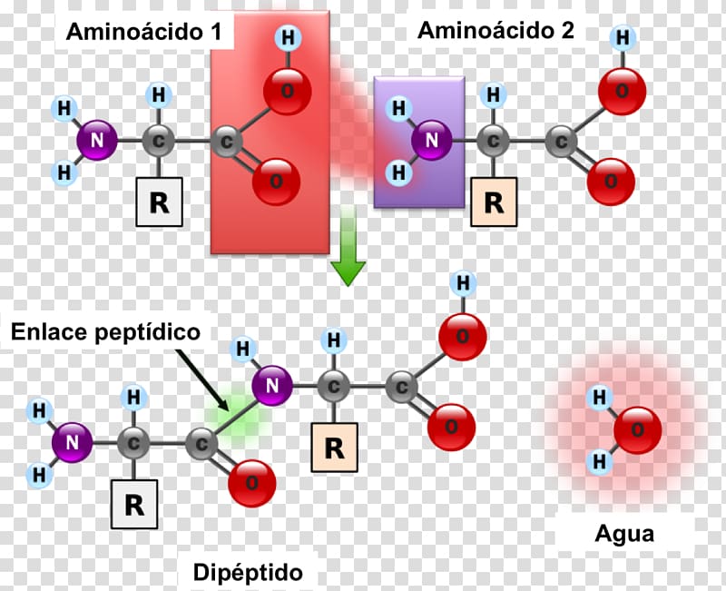 Peptide bond Amino acid Chemical bond Protein, traffic transparent background PNG clipart