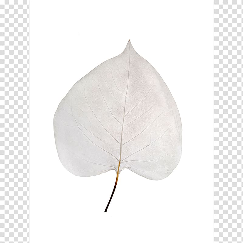 Leaf, fragile transparent background PNG clipart