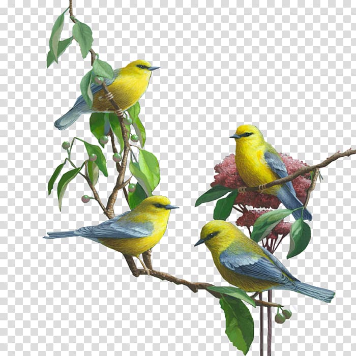 Bird , Bird branch transparent background PNG clipart