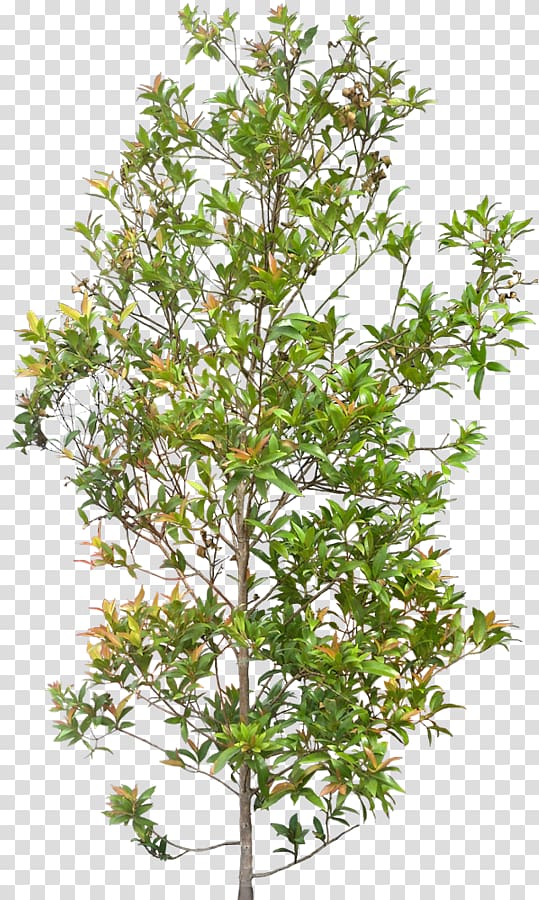 green leafed tree, Syzygium paniculatum Plant Shrub Tree, shrubs transparent background PNG clipart