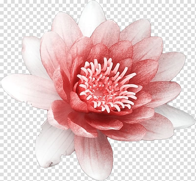 Flower Nelumbo nucifera, Burning bright lotus transparent background PNG clipart