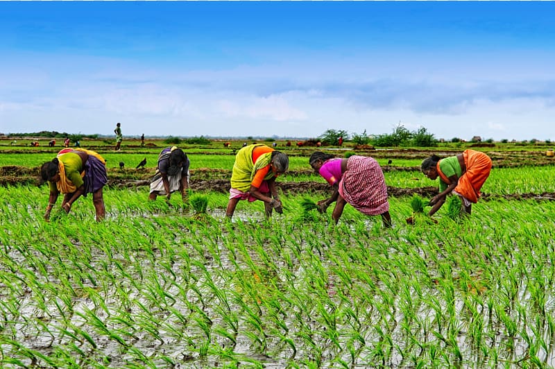 Nigeria Agriculture Woman Farmer Women\'s empowerment, agriculture transparent background PNG clipart