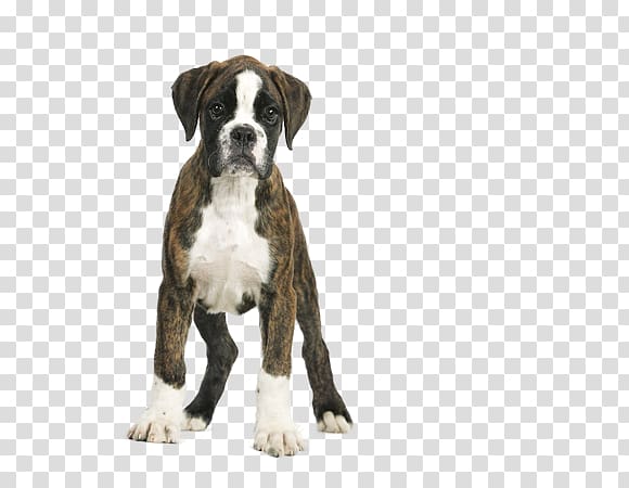 Royal Canin Boxer Junior Puppy Royal Canin Boxer Adult 12 Breed, boxer puppies transparent background PNG clipart