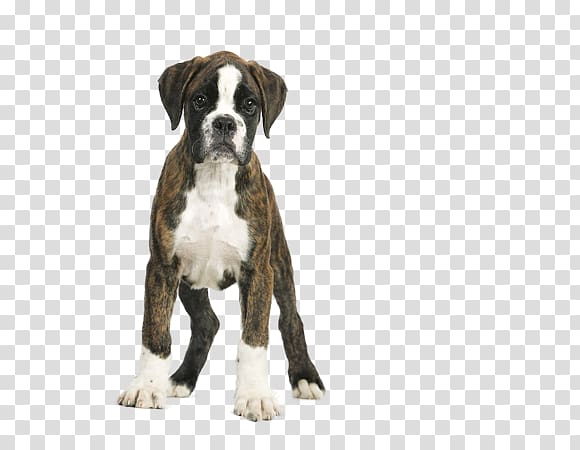 Royal canin hotsell boxer junior