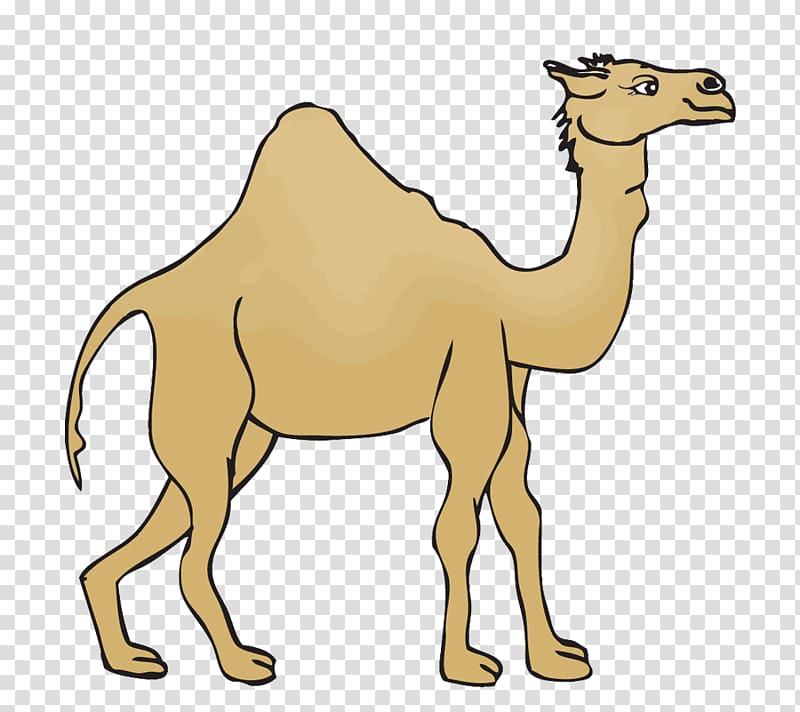 Dromedary Morocco Desert Euclidean , Simple desert camel transparent background PNG clipart