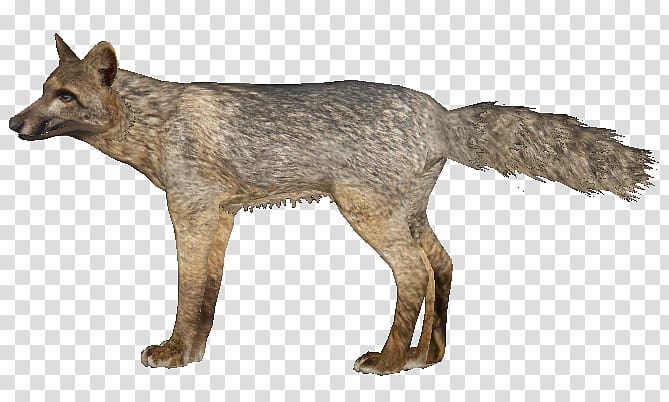 Kunming wolfdog Red fox Coyote Gray fox Crab-eating fox, fox transparent background PNG clipart