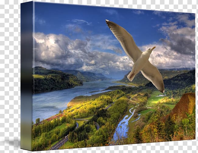 Columbia River Gorge Gallery wrap Ecosystem Wildlife Canvas, Columbia River Endodontics transparent background PNG clipart