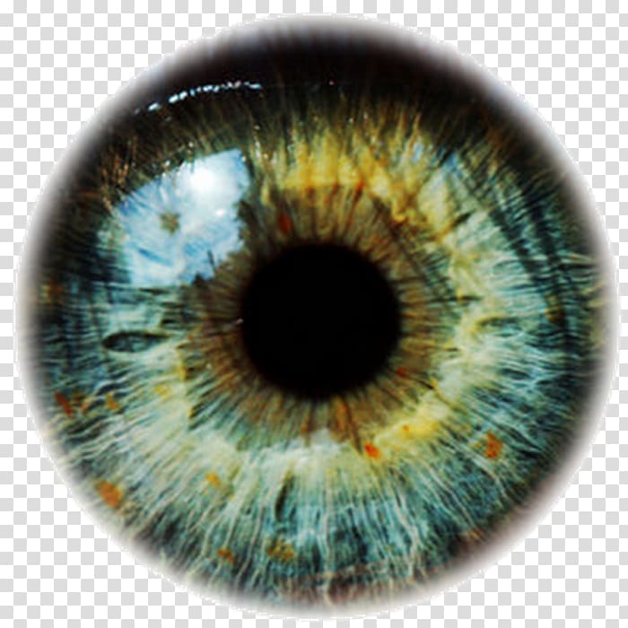 Human eye Blepharitis Color, Eye transparent background PNG clipart