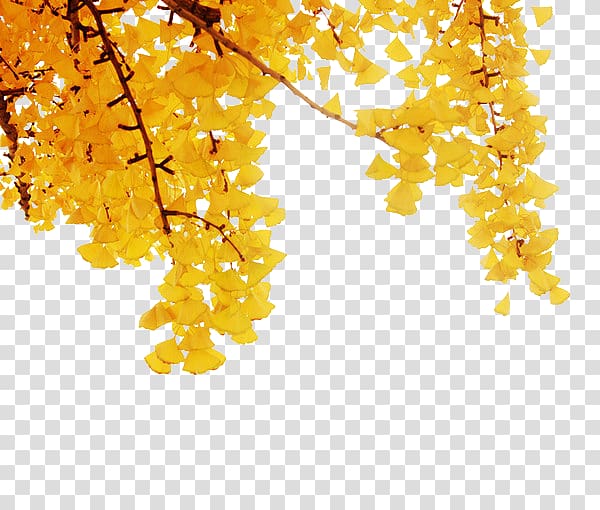 Apricot Yellow Leaf Plant, Apricot plant transparent background PNG clipart