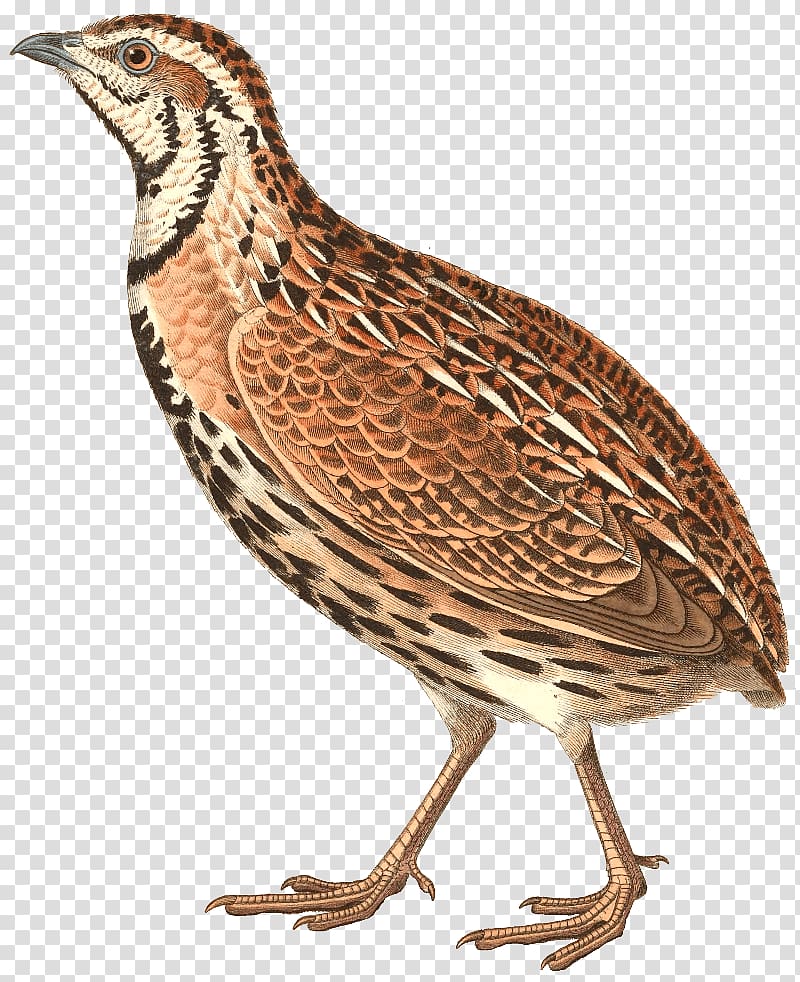 Northern bobwhite art, Bird Common Quail Rain Quail Gambel's quail, Quail transparent background PNG clipart