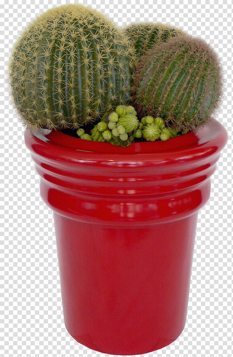Cactaceae Succulent plant Flower, cacti transparent background PNG clipart