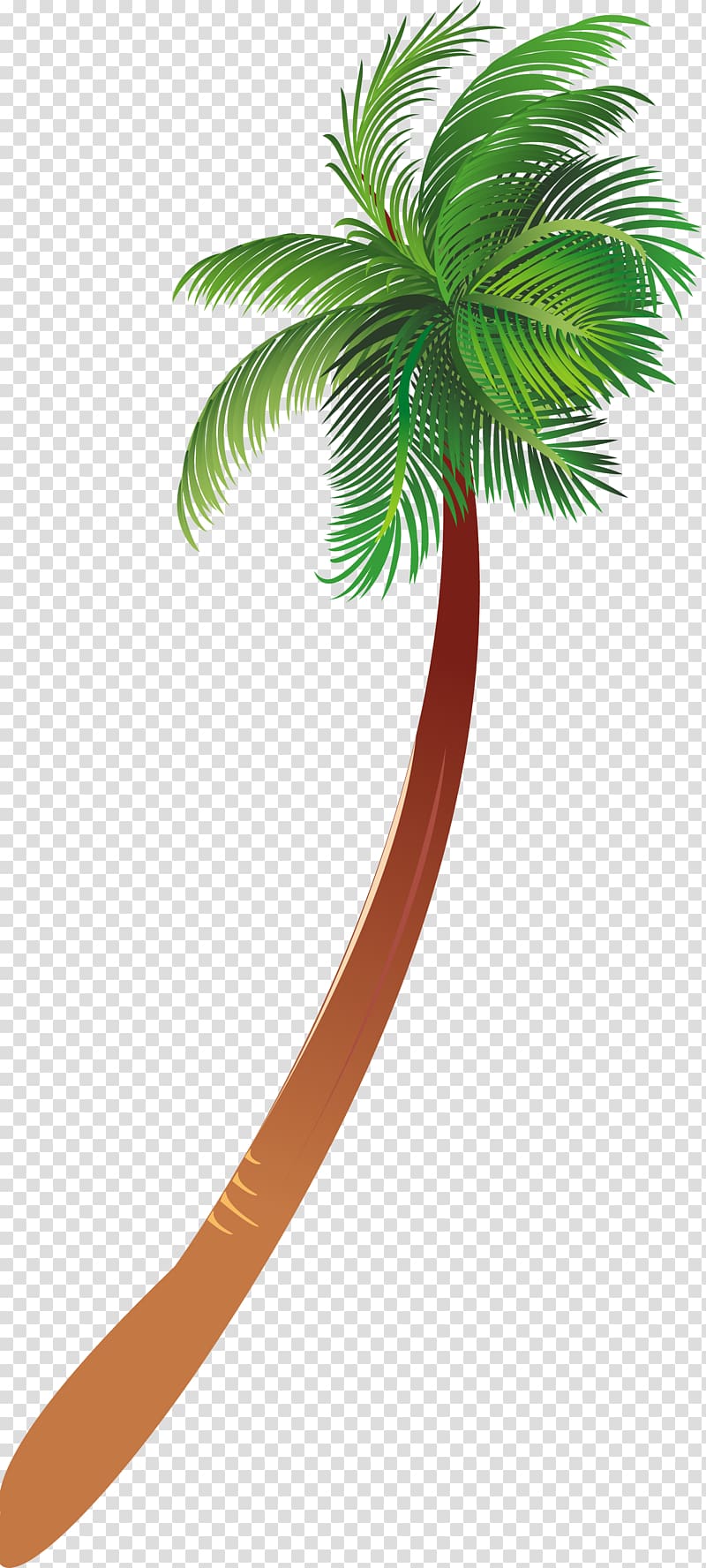 Arecaceae Woody plant Tree, palms transparent background PNG clipart