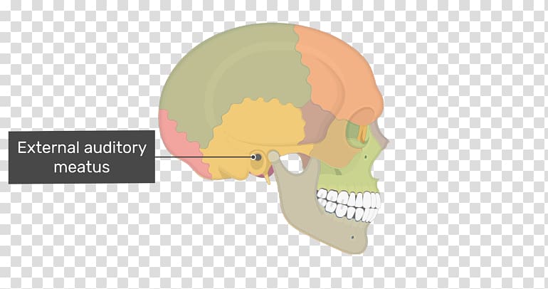 Skull Ear Mastoid process Mastoid part of the temporal bone, skull transparent background PNG clipart