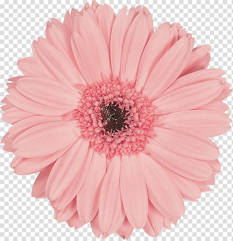 Transvaal daisy Flower preservation Pink Cut flowers, gerbera transparent background PNG clipart