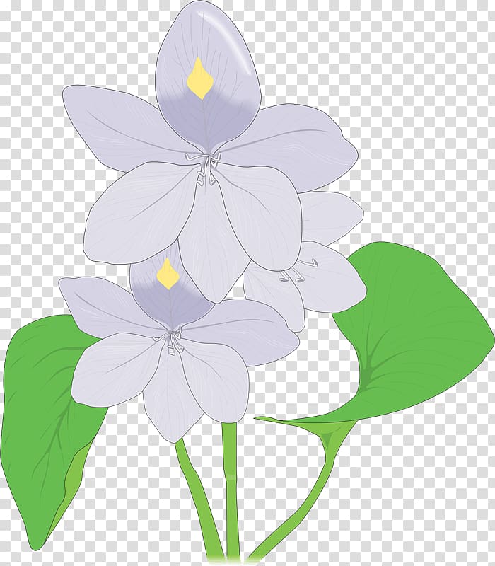 Hyacinth , others transparent background PNG clipart