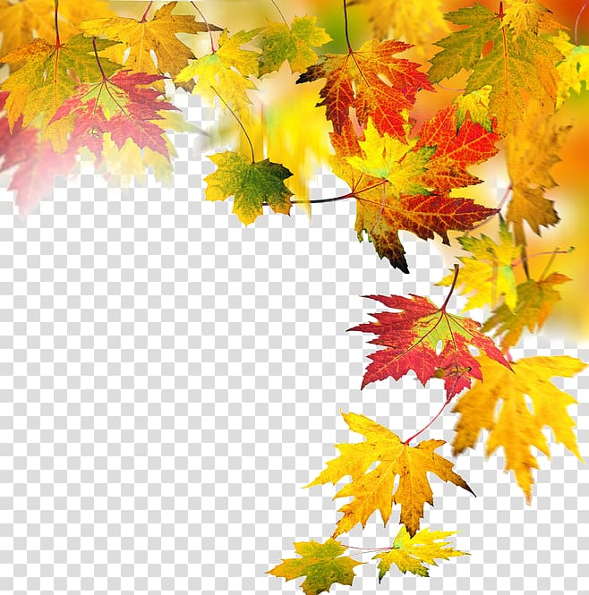 autumn elements transparent background PNG clipart