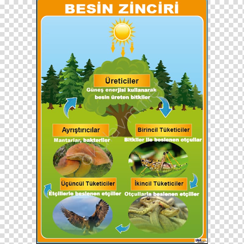 Nutrient Ecosystem Food chain Poster Food web, science transparent background PNG clipart