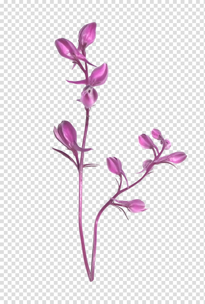ping Cut flowers Moth orchids Plant stem, лаванда transparent background PNG clipart