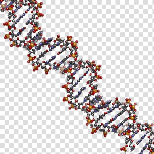 Nucleic acid double helix DNA Human genome Nucleic acid structure Genetics, others transparent background PNG clipart