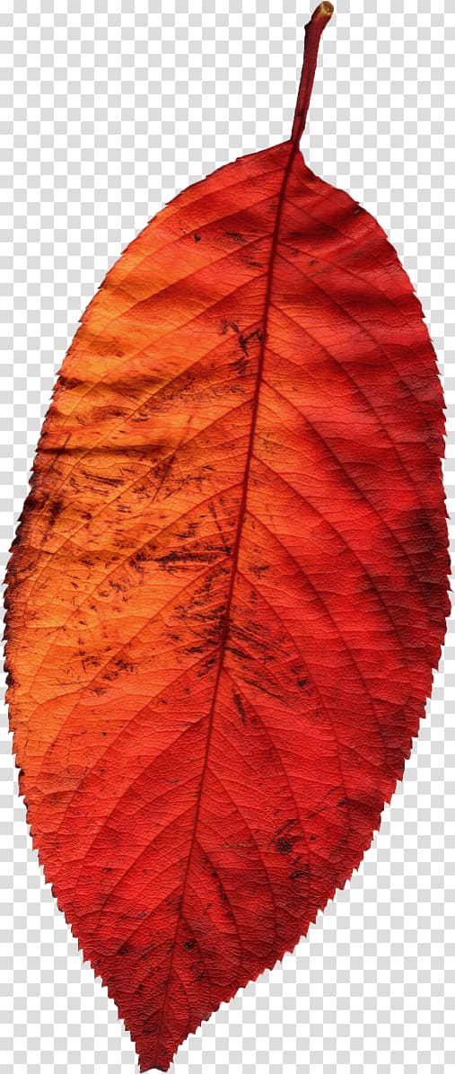 Leaf Autumn Season, Leaf transparent background PNG clipart