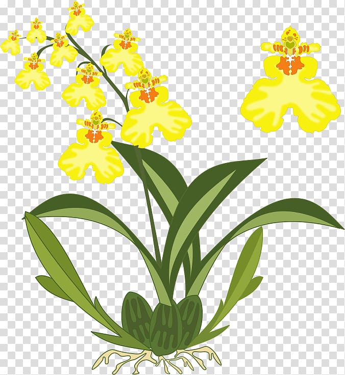 Dancing-lady Orchid Cattleya orchids , others transparent background PNG clipart