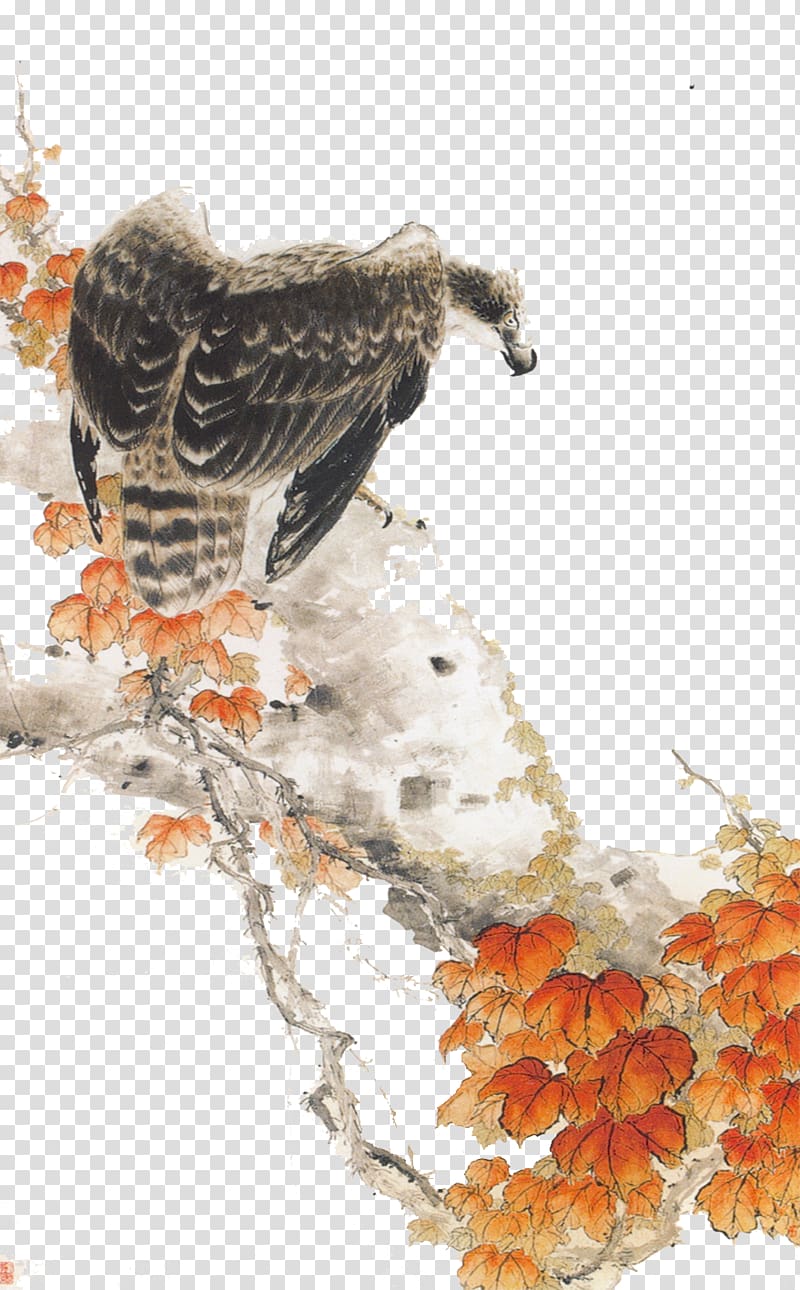 Mountain hawk-eagle Bird Mountain hawk-eagle, eagle transparent background PNG clipart