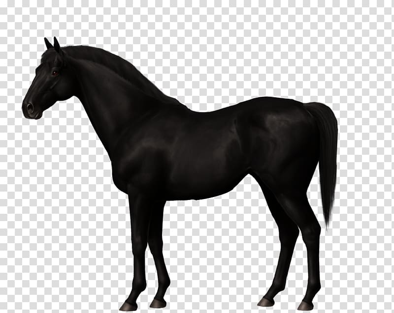 Mustang Mare Stallion Canadian horse Trakehner, mustang transparent background PNG clipart