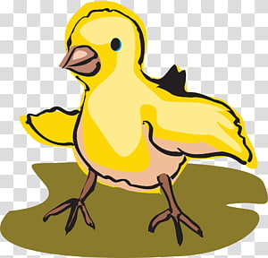 Chicken Drawing , chicken transparent background PNG clipart thumbnail