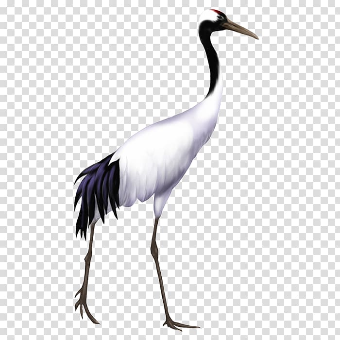 standing red-crowned crane bird illustration, Red-crowned crane Bird, Crane transparent background PNG clipart