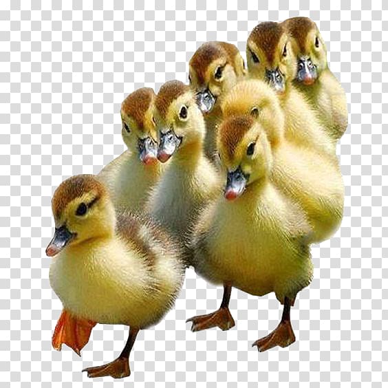 flock of ducklings illustration, Bird Lion , Free cute little yellow duck pull material transparent background PNG clipart