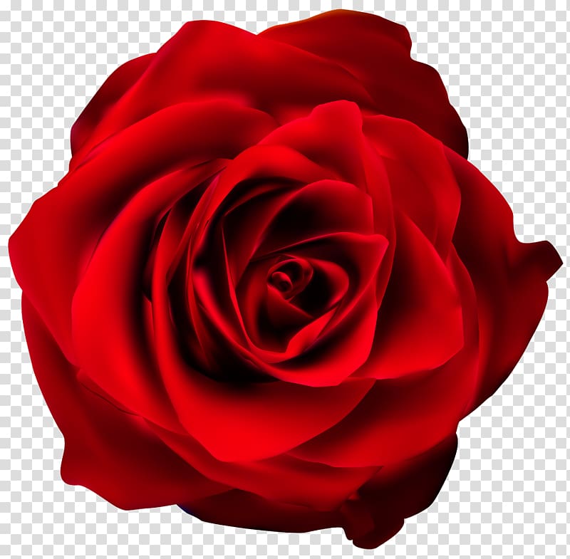 red rose , Rose Red , Red Rose transparent background PNG clipart