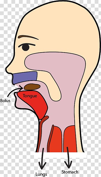 Swallowing Food Eating Open, swallow anatomy transparent background PNG clipart