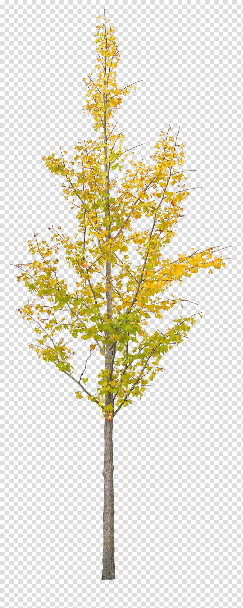 green leafed tree, Ginkgo biloba Tree, A ginkgo tree transparent background PNG clipart