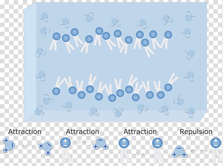 Phospholipid Lipid bilayer Cell membrane Hydrophile Hydrophobe, water layer transparent background PNG clipart
