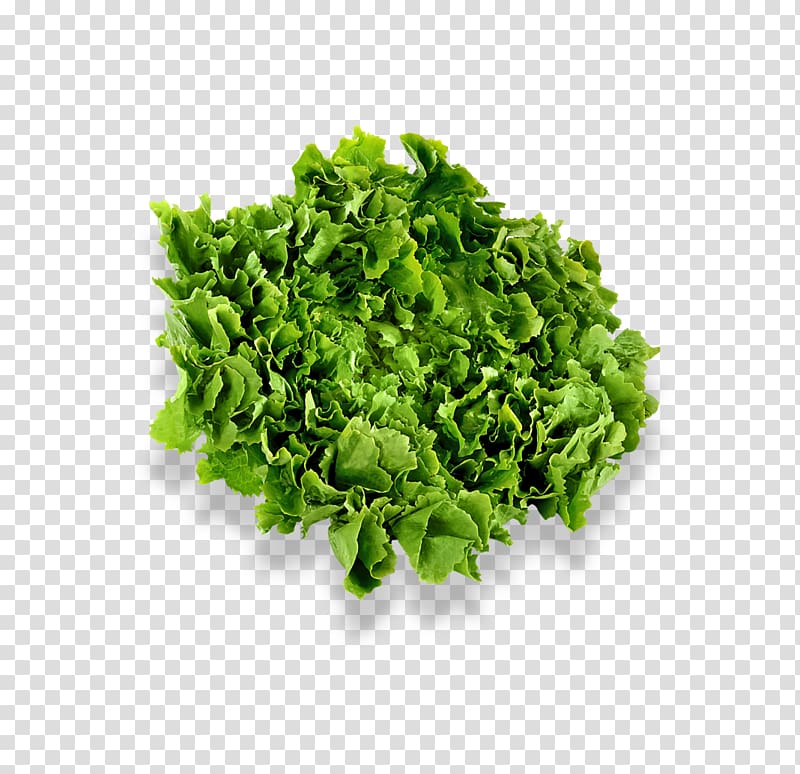 Herb Chervil Vegetable Nature\'s Pride Salad, Magick transparent background PNG clipart