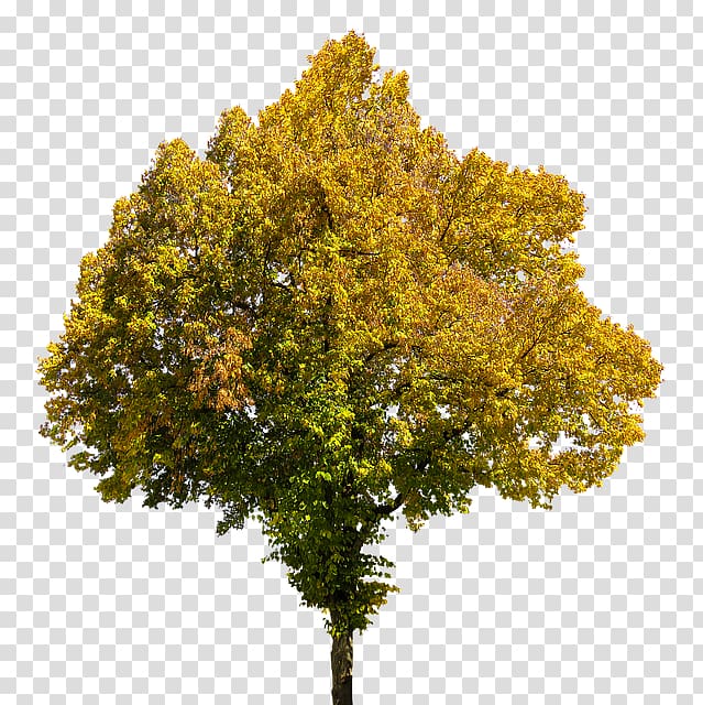 Tree, tree transparent background PNG clipart