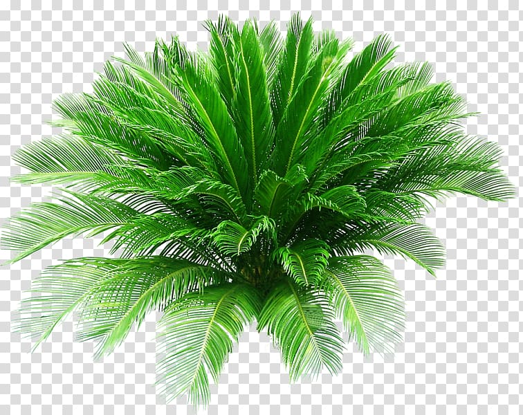 sago palm plant, Sago palm Pygmy date palm Arecaceae Houseplant, date palm transparent background PNG clipart