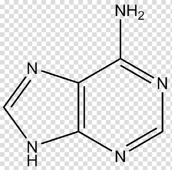 2-Methyladenine Nucleobase Thymine 1-methyladenine, transparent background PNG clipart