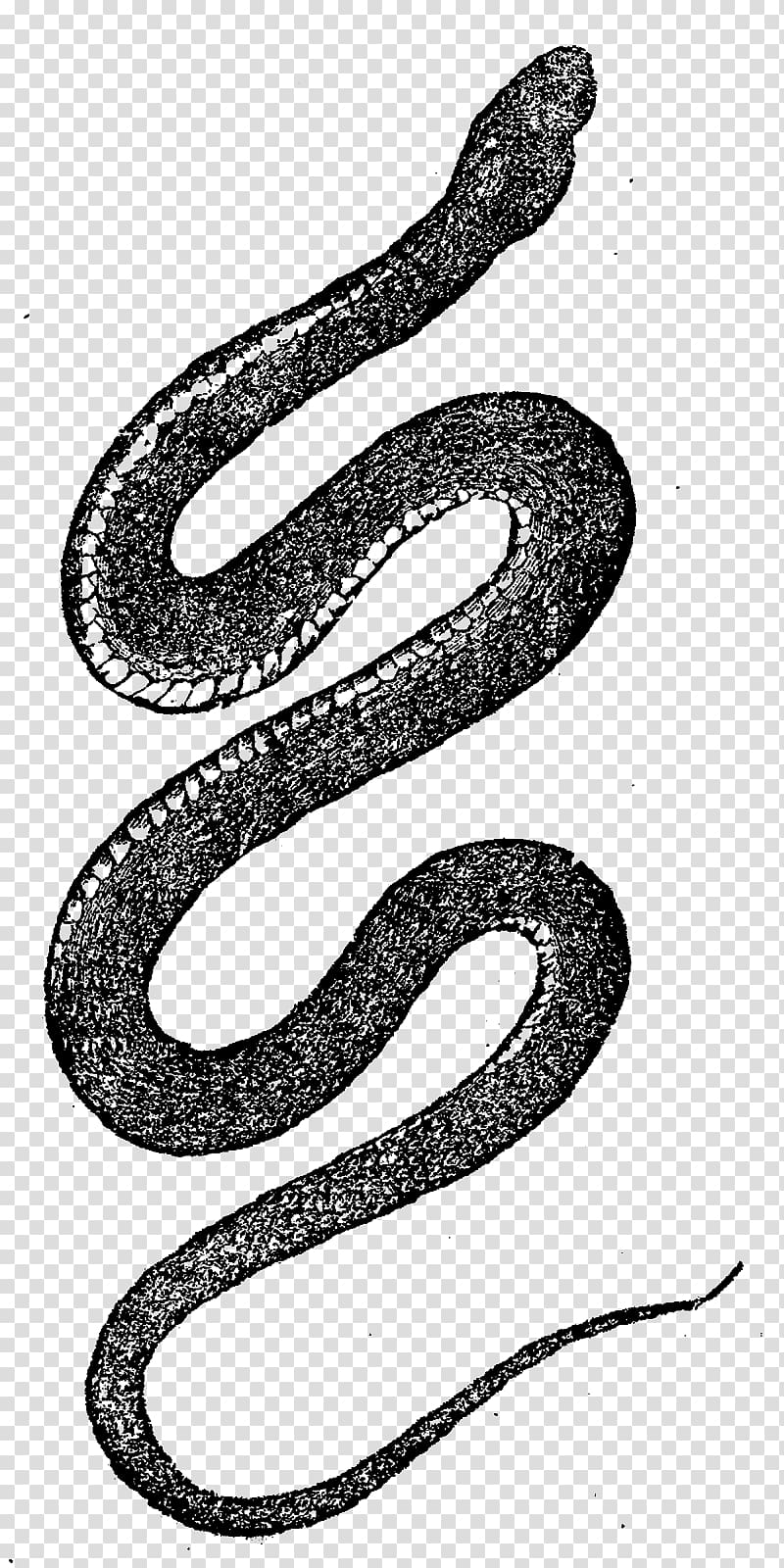 Corn snake Reptile Rattlesnake Vipers, snakes transparent background PNG clipart