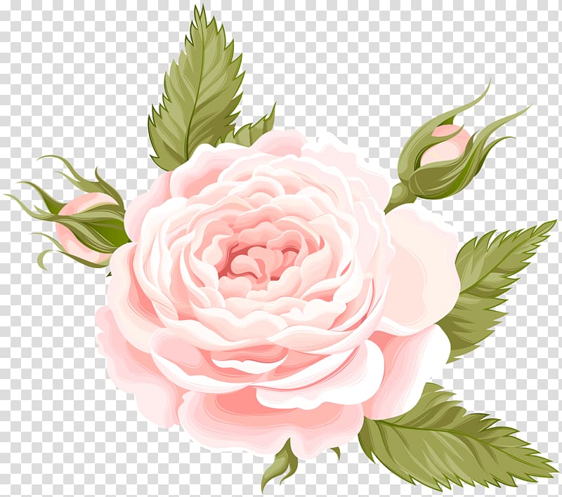 rose illustratoin, Garden roses Centifolia roses , Rose Deco transparent background PNG clipart