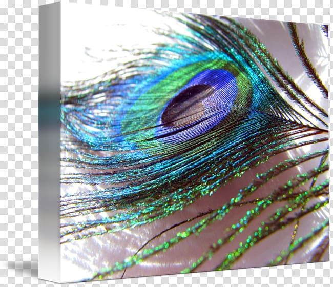 Close-up Feather, color peacock feathers transparent background PNG clipart