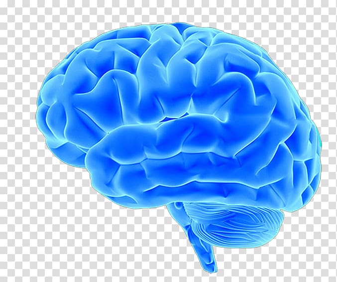 blue brain material transparent background PNG clipart