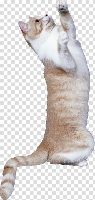 short-fur orange and white cat illustration, Cat Kitten Mouse Dog Bird, cat transparent background PNG clipart