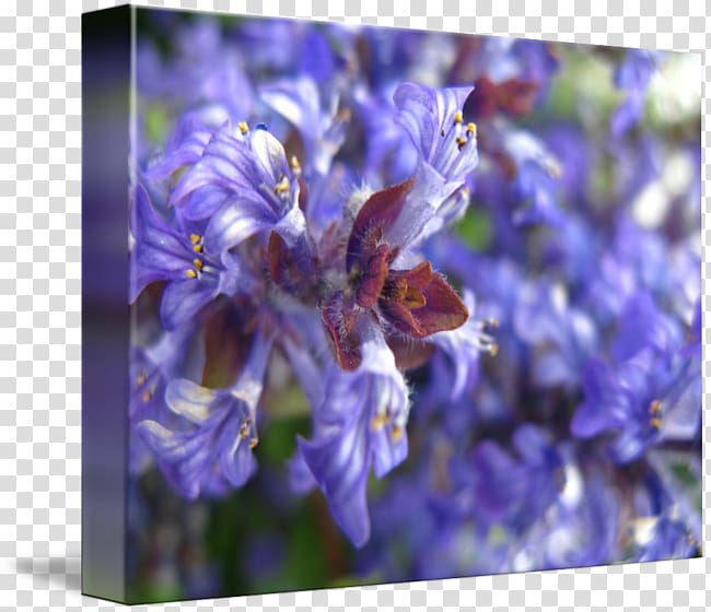 English lavender Honey bee Hyacinth, bee transparent background PNG clipart