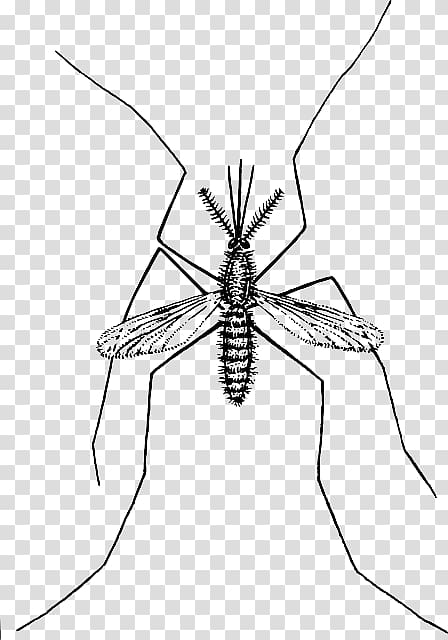 Computer Icons Marsh Mosquitoes , Malaria transparent background PNG clipart