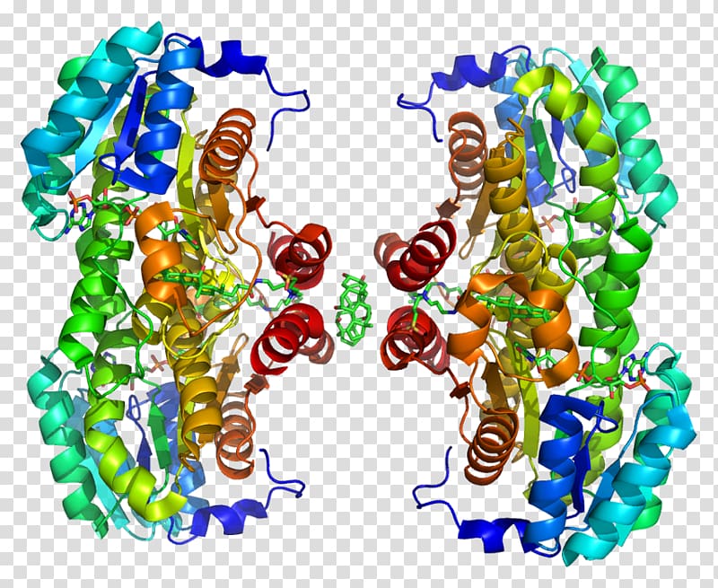 11β-Hydroxysteroid dehydrogenase type 1 3β-Hydroxysteroid dehydrogenase Enzyme Corticosteroid 11-beta-dehydrogenase isozyme 2, xu transparent background PNG clipart