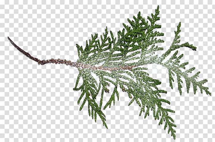 Fir Pine Branch Norway spruce, tree transparent background PNG clipart