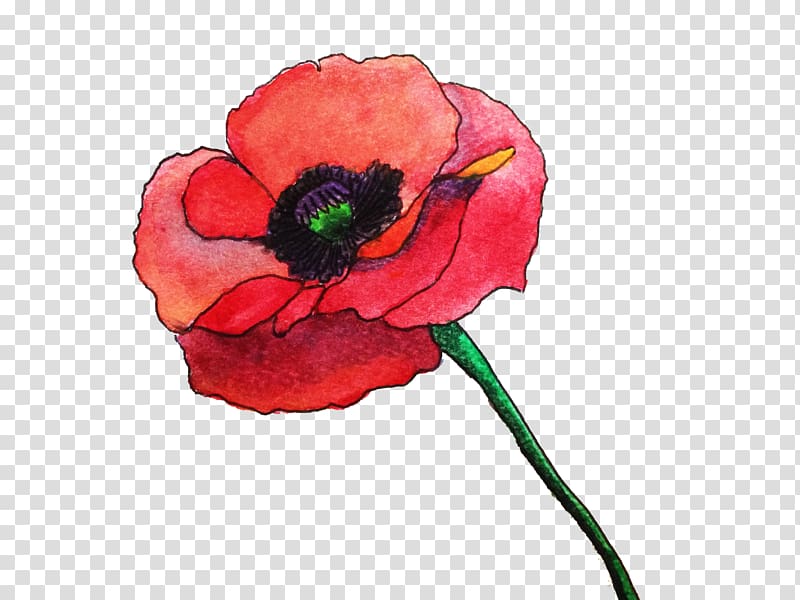 Common poppy Flower Watercolor painting Remembrance poppy, rose watercolor transparent background PNG clipart