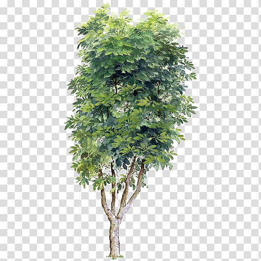 green leafed tree at daytime, Tree, Trees Trees material transparent background PNG clipart